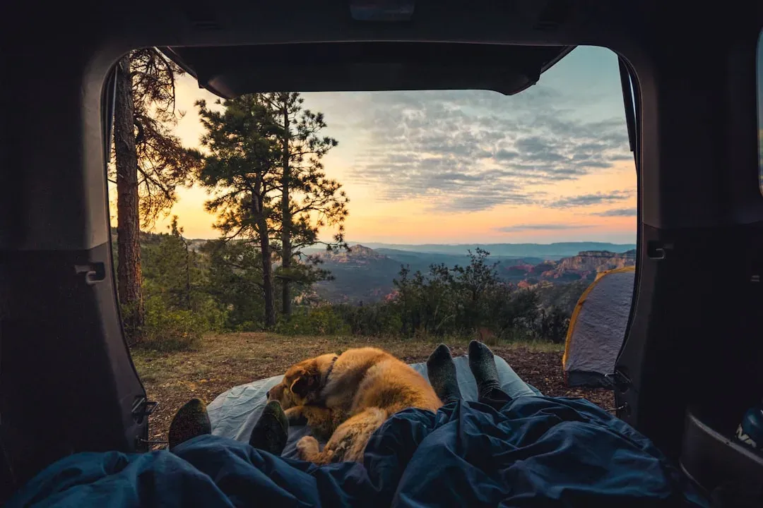 happy dogs relaxing inside a campervan with their owners