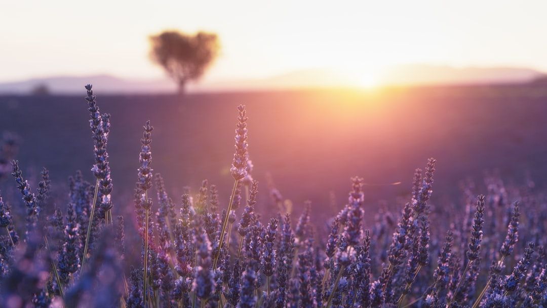 provence landscape lavender fields summer