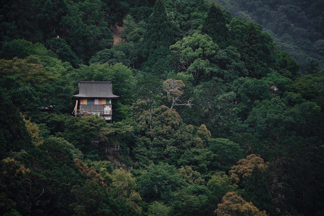Glamping in Japan: Forest Domes Near Mount Fuji