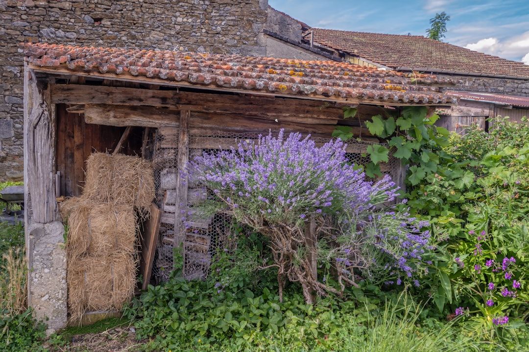 wooden cabin provence countryside france