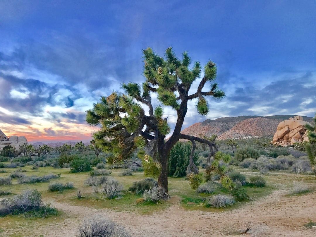 Where the sites are in Joshua Tree