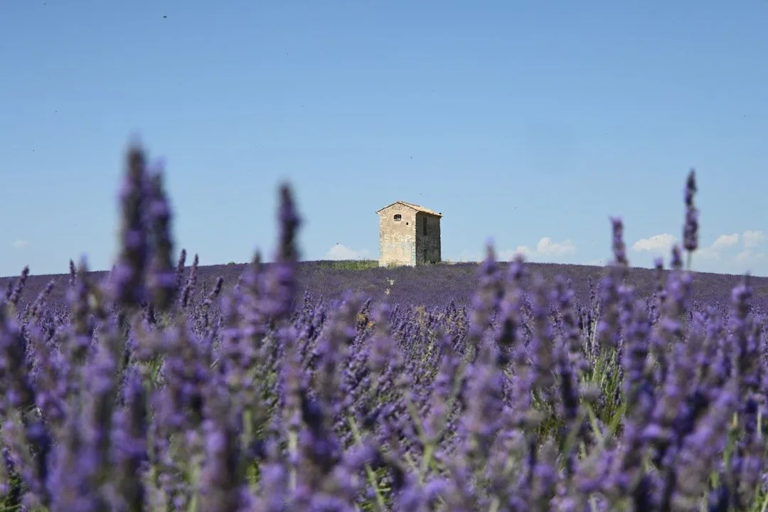 Glamping in France: The Regions, and What a Site Costs by Season
