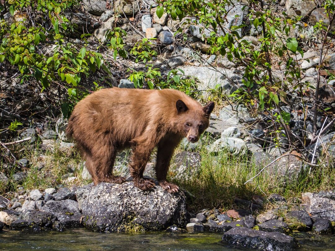 Bear country rules, which are not optional in West Yellowstone