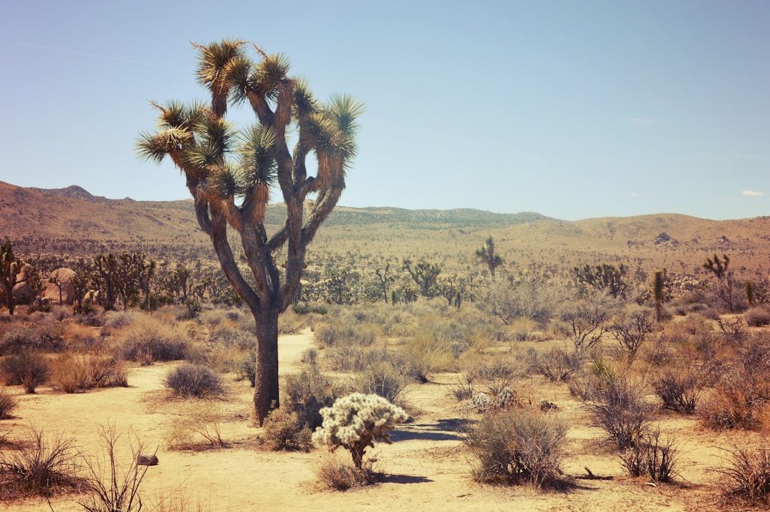 Season is the whole game in Joshua Tree